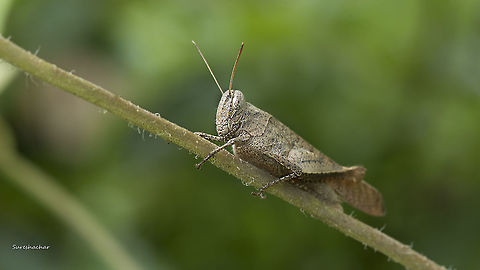 Camouflaged grasshopper  Fall,Geotagged,India