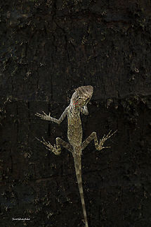 lizard  Calotes rouxii,Fall,Geotagged,India,Monilesaurus rouxii,Roux's Forest Lizard,monilesaurus rouxii