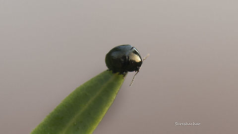 beetle2  Fall,Geotagged,India