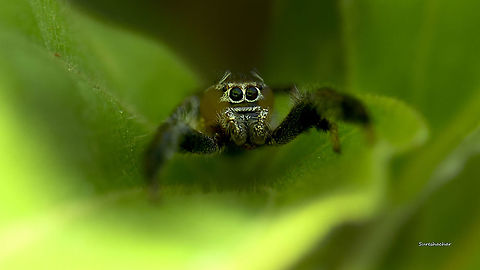ID please..  Fall,Geotagged,India,Jumping Spider,Spider