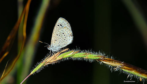 Butterfly  Butterfly,Fall,Geotagged,India,Insects,Lesser grass blue,Zizina otis