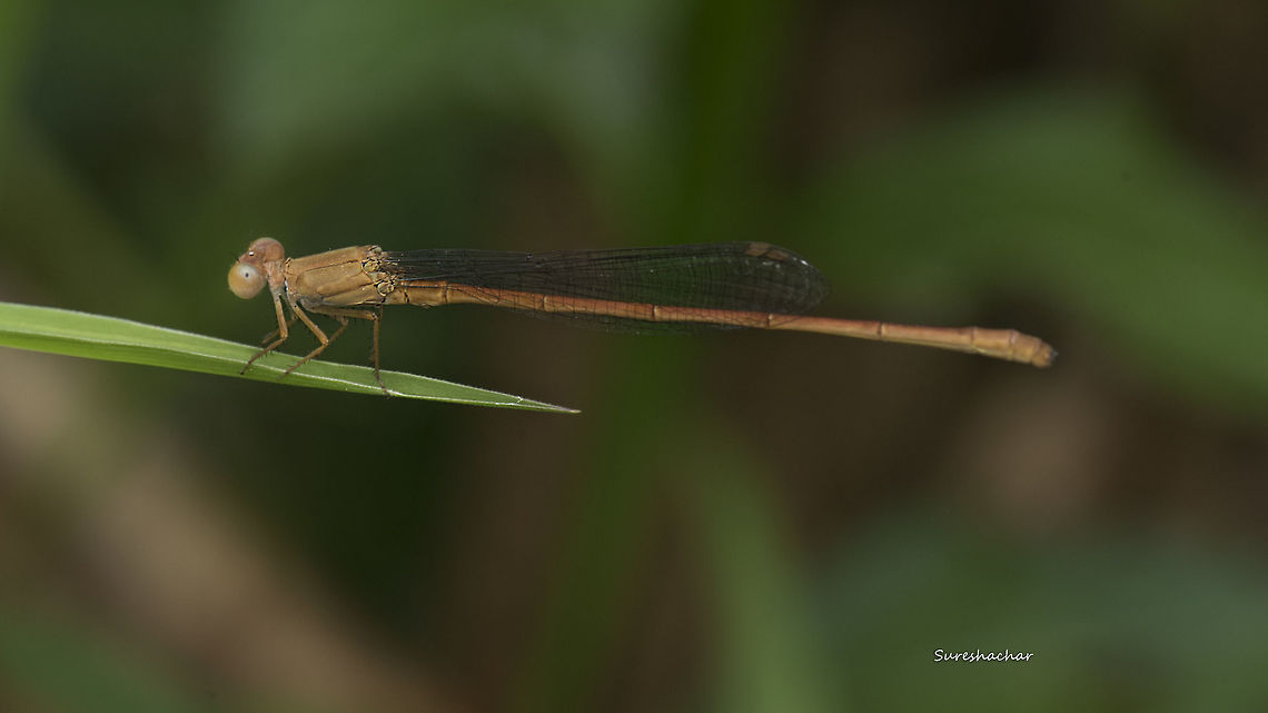 dragonfly-brown @ Kodachadri Fall,Geotagged,India,damselfly