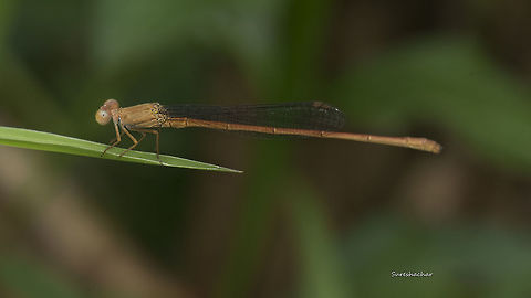 dragonfly-brown @ Kodachadri Fall,Geotagged,India,damselfly