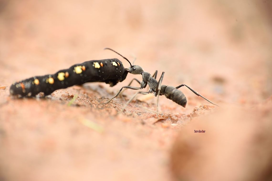 Black-Ant It was taken in gunjoor,karnataka ,india,<br />
 Barred antshrike,Black antshrike,Thamnophilus doliatus,Thamnophilus nigriceps,ant