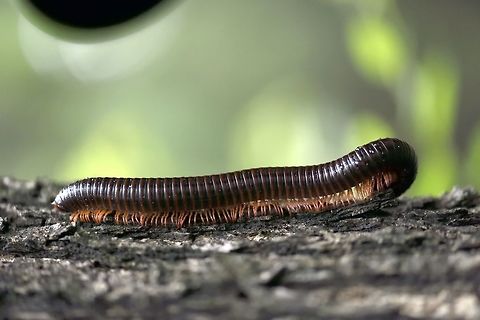 Millipede Found in rain season near bangalore, Bugs,Insects,Millipede,macro