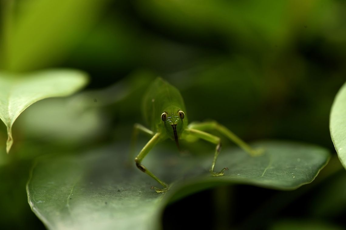 Giant green insect Found in green bush.. Bugs,Dragonfly,Flowers,Geotagged,India,Insects,Summer