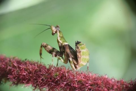 Mantis Mentis Geotagged,India,Mantis,Winter,flowers,insect