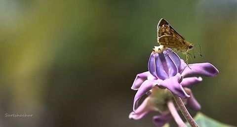 Skipper  African leaf butterfly,Butterfly,Geotagged,India,Precis tugela,dragonflies,insect