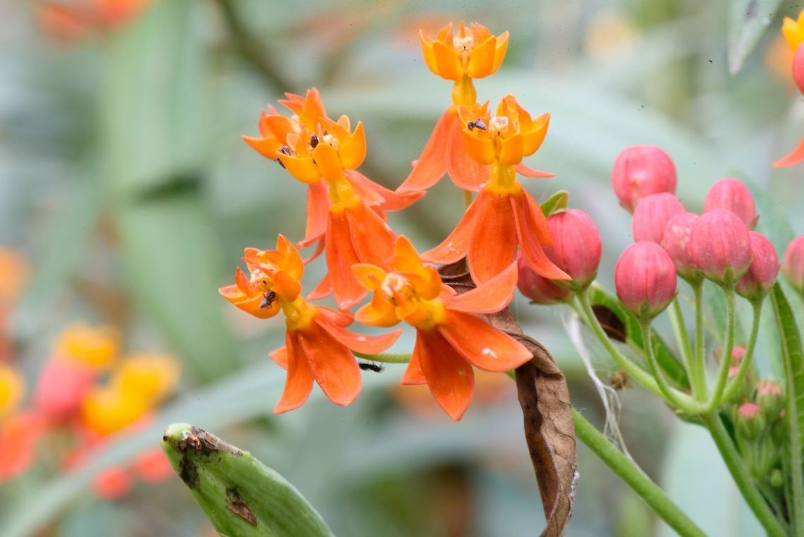 Flower-ID PLS  Asclepias tuberosa,Flowers,bud