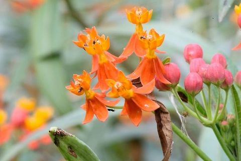 Flower-ID PLS  Asclepias tuberosa,Flowers,bud