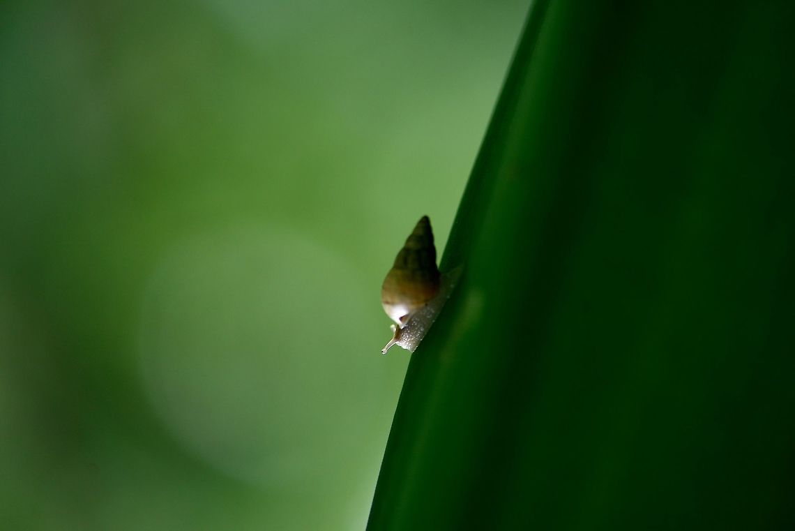 Snail shell  Bugs,Flowers,Geotagged,Helix aspersa,India,Snail,Summer,beetle