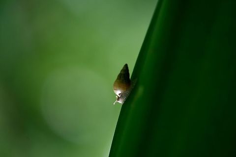 Snail shell  Bugs,Flowers,Geotagged,Helix aspersa,India,Snail,Summer,beetle