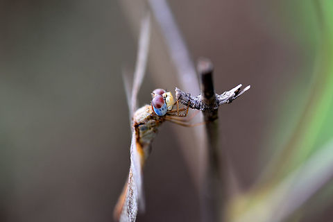 Dragonfly  Dragonfly,Geotagged,India,Spring,butterflies,insect