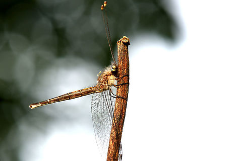 Owlfly, India  Geotagged,India,Spring