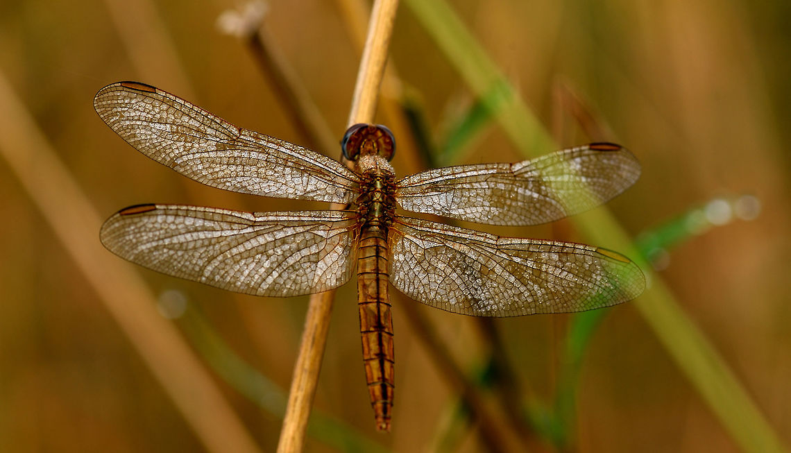 Dragonfly  Dragonfly,Geotagged,India,Spring