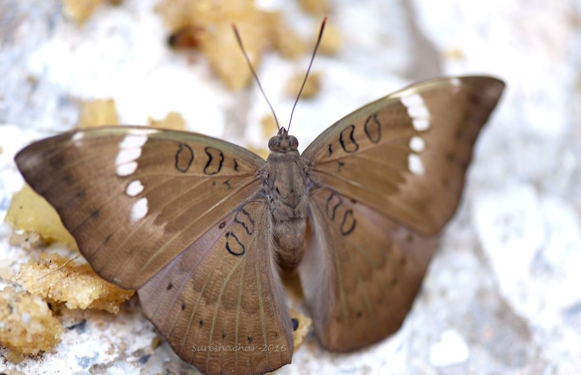 Butterfly  Butterfly,Common Baron,Euthalia aconthea,Geotagged,India