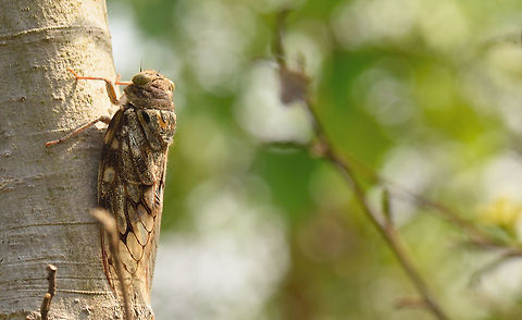 Cicadas  Cicadas,Geotagged,India,Spring,spring