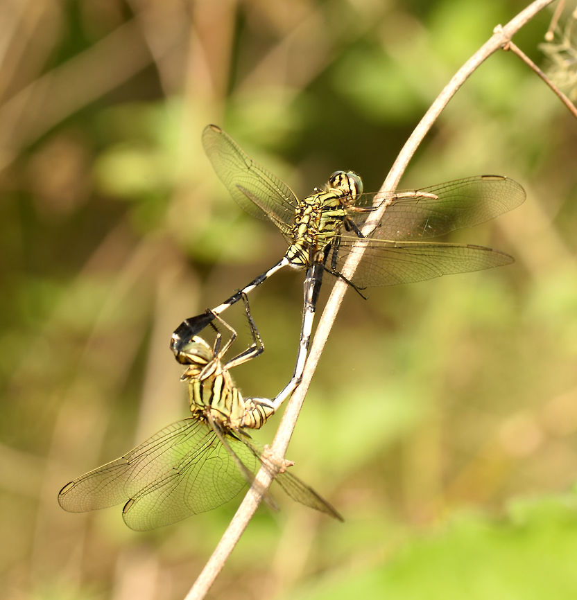 Dragonflies mating  Dragonfly,Geotagged,India,Spring