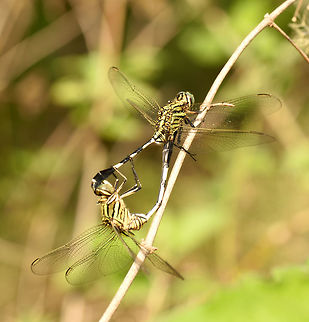 Dragonflies mating  Dragonfly,Geotagged,India,Spring