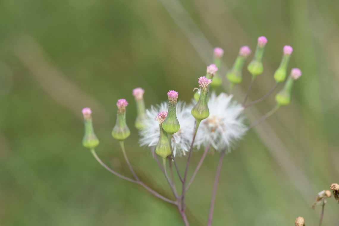 Bud  Fall,Geotagged,India