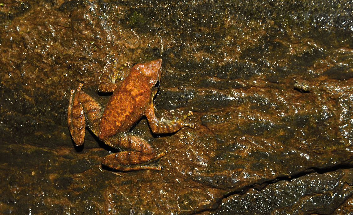 Dancing frog i found this @ Kodachadri in Karnataka,western ghats Fall,Geotagged,India,Micrixalus kottigeharensis,frog,tree frog