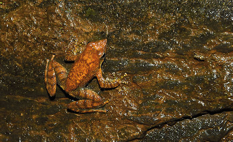 Dancing frog i found this @ Kodachadri in Karnataka,western ghats Fall,Geotagged,India,Micrixalus kottigeharensis,frog,tree frog