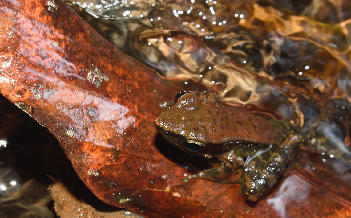 Tree frog i found this @ Kodachadri in Karnataka,western ghats Fall,Geotagged,India,Indosylvirana indica,tree frog