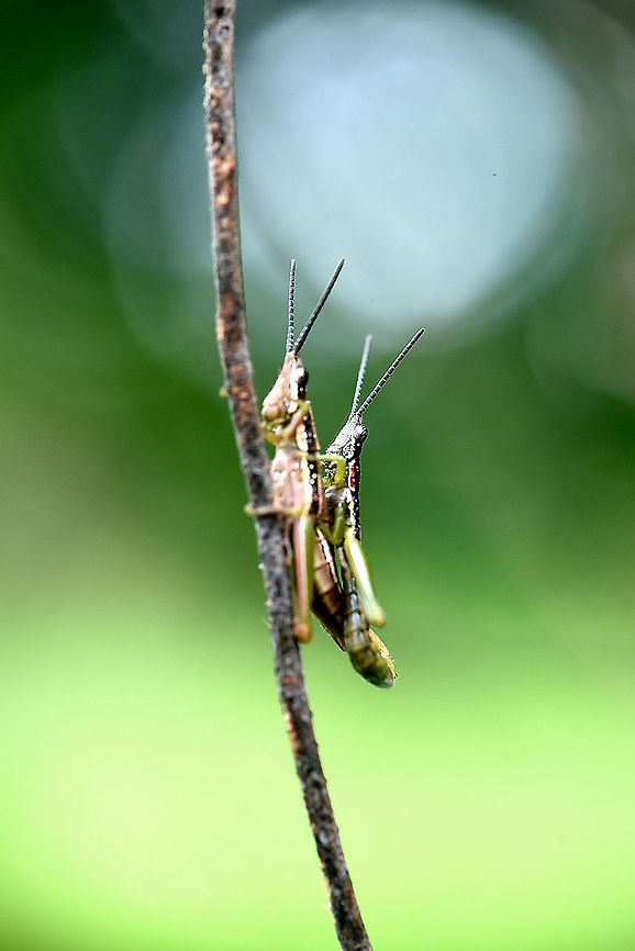 Grasshopper  Geotagged,India,Insects,grasshopper