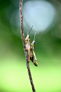 Grasshopper  Geotagged,India,Insects,grasshopper