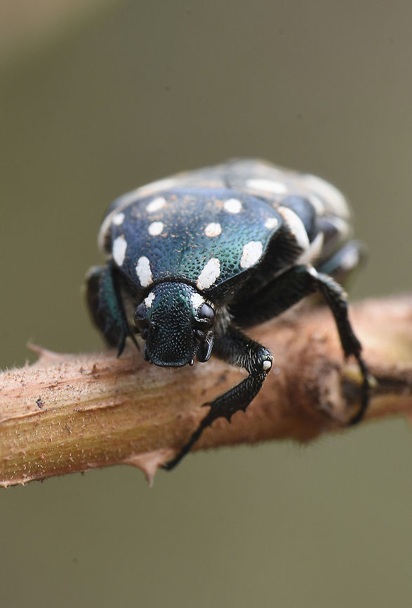 White spotted black beetle  "Cetoniidae",Cetoniinae,Geotagged,India,Scarabaeidae,Spring,beetle