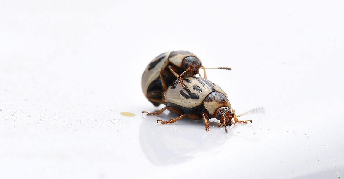Parthenium Beetle  Chrysomelidae,Chrysomelinae,Geotagged,India,Spring,Zygogramma bicolorata