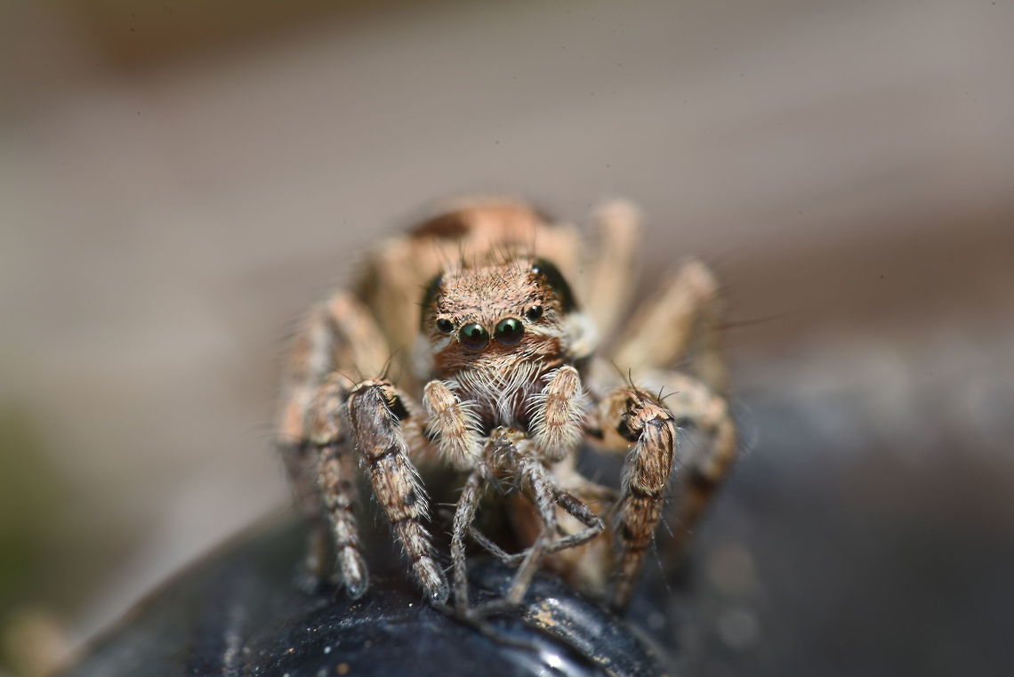 Jumping spider  Geotagged,India,Insects,Spider,Spring