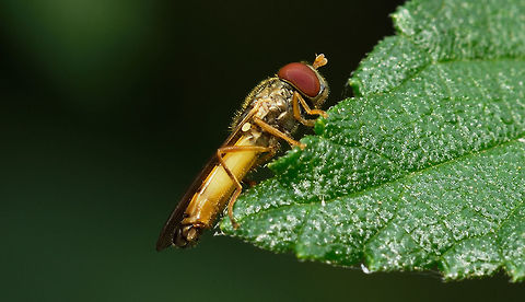 ID please..  Fall,Geotagged,India,robber Fly