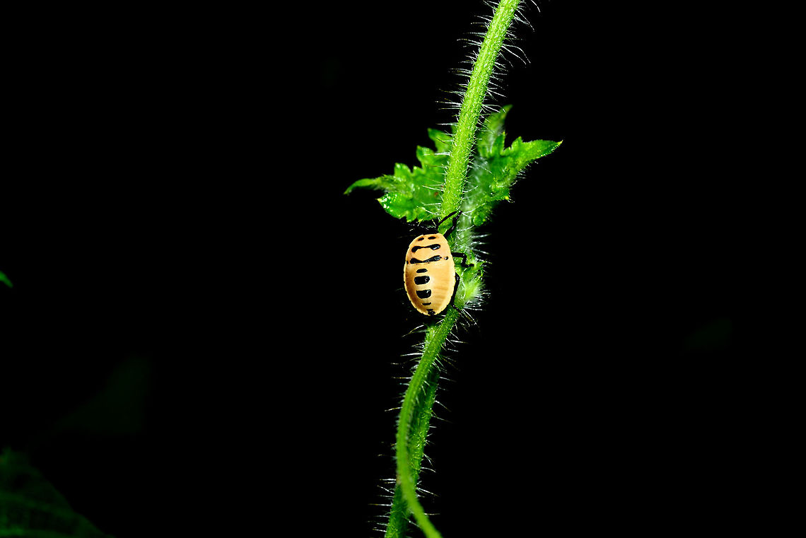 Bug nymph  Fall,Geotagged,India,beetle