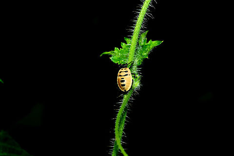 Bug nymph  Fall,Geotagged,India,beetle
