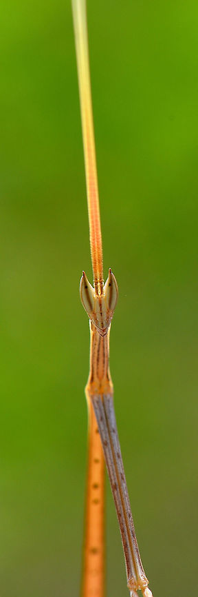Praying Mantis  Geotagged,India,Praying Mantis,Spring