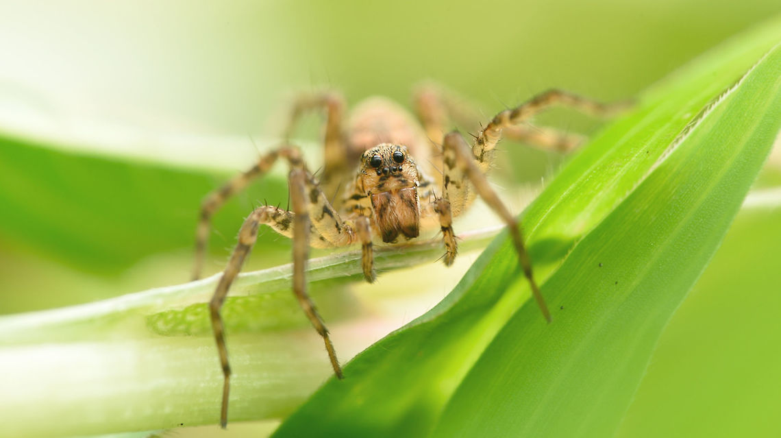 Wolf spider wolf spider. Beetles,Butterfly,Fall,Geotagged,India,Spider