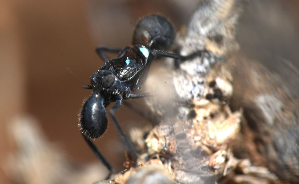 ID please.. Fly Ants,Fly,Geotagged,India,Spring