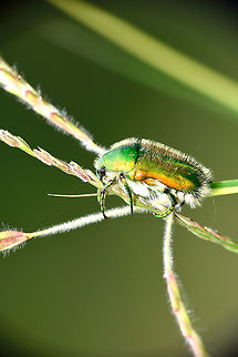 Green June Beetle  Cetoniinae,Fall,Flowers,Geotagged,India,Scarabaeidae,beetle