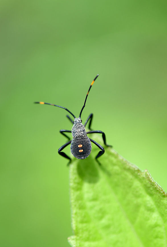 Black Bug Nymph of a true bug in the Coreoidea superfamily  Coreoidea,Geotagged,Heteroptera,India,Nymph,Spring,true bug