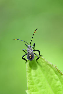 Black Bug Nymph of a true bug in the Coreoidea superfamily  Coreoidea,Geotagged,Heteroptera,India,Nymph,Spring,true bug