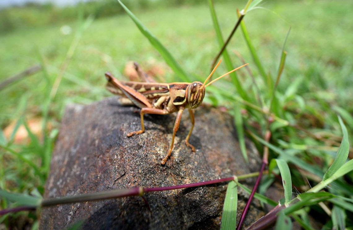 Giant Grasshopper Giant Grasshopper Geotagged,Giant Grasshopper,India,Spring