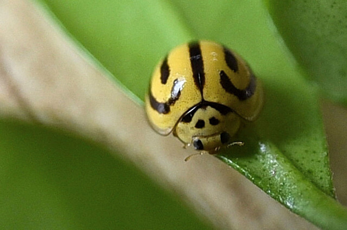 Anegleis cardoni Yellow Ladybug Anegleis,Anegleis cardoni,Coccinellidae,Coccinellinae,Geotagged,India,Ladybug,Spring