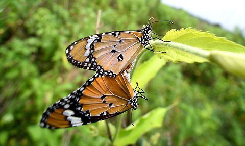 Monarch butterfly  butterfly African Monarch,Danaus chrysippus,Geotagged,India,Monarch Butterfly,Plain tiger  African queen,Spring