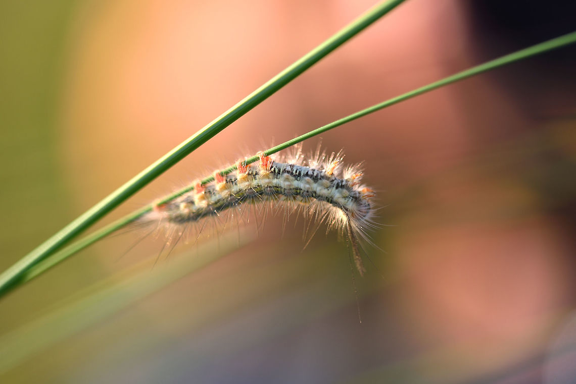 Caterpillar Caterpillar Caterpillar,Geotagged,India