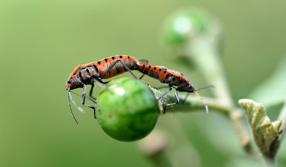 ID please.. Mating Geotagged,Hemiptera,Heteroptera,India,Lygaeidae,Lygaeus,Spring,mating
