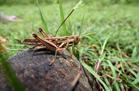 Giant Grasshopper Grasshopper Geotagged,Giant Grasshopper,India,Spring