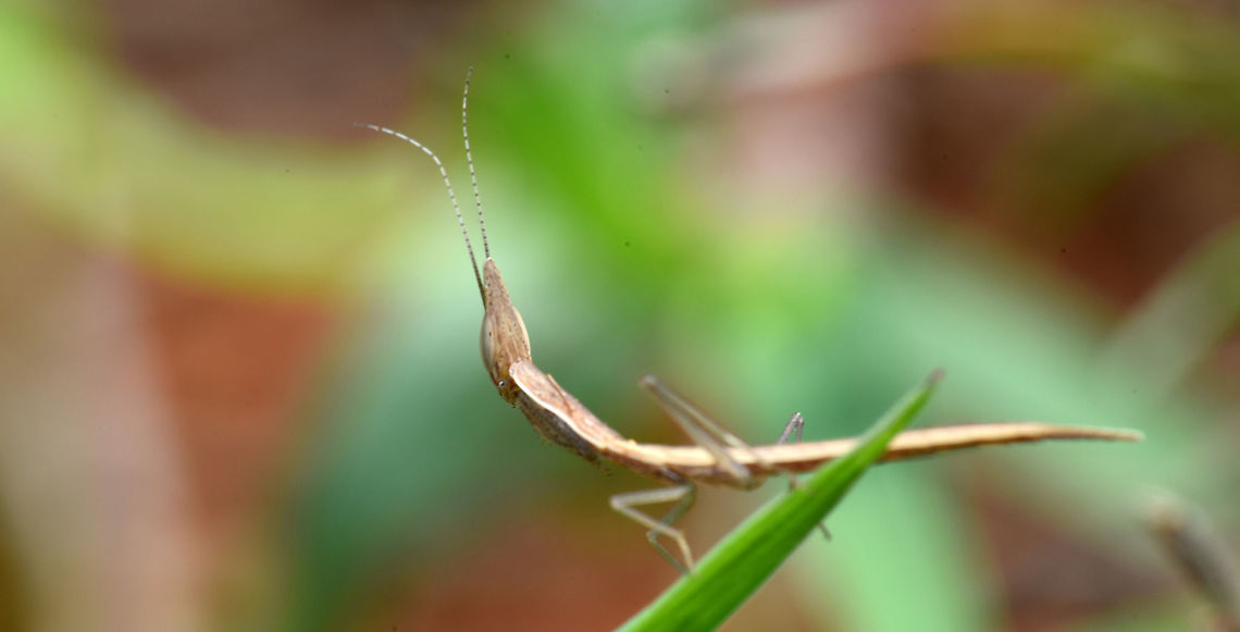 Praying Mantis Praying Mantis Geotagged,India,Mantis,Praying Mantis,Spring