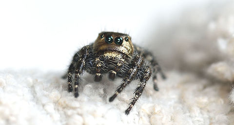 Black spider spider Fall,Geotagged,Heavy-bodied jumper,Hyllus semicupreus,India,spider