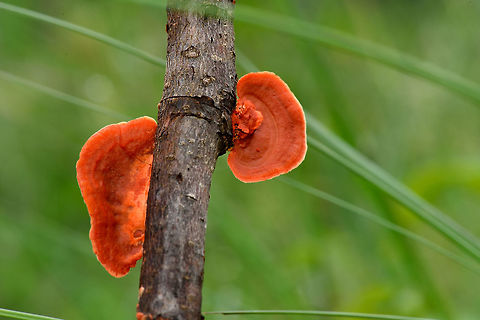 Pycnoporus sanguineus Pycnoporus sanguineus Geotagged,India,Pycnoporus sanguineus,mushroom